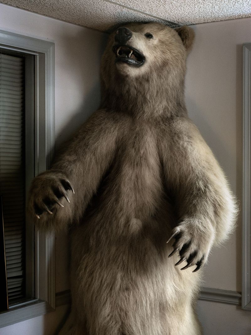 © Diego Saldiva - Donovan's Bear