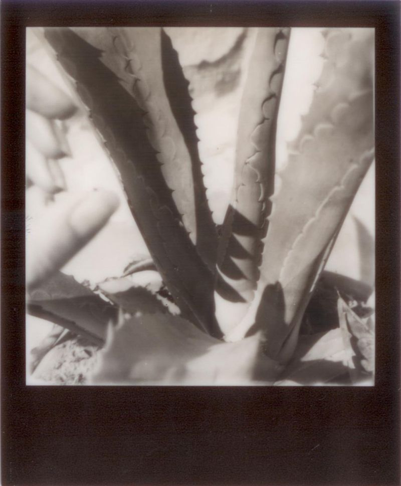 © Emily Lindsay Brown - The Catch