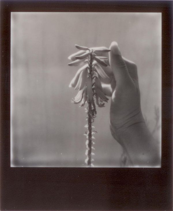 © Emily Lindsay Brown - The Caress