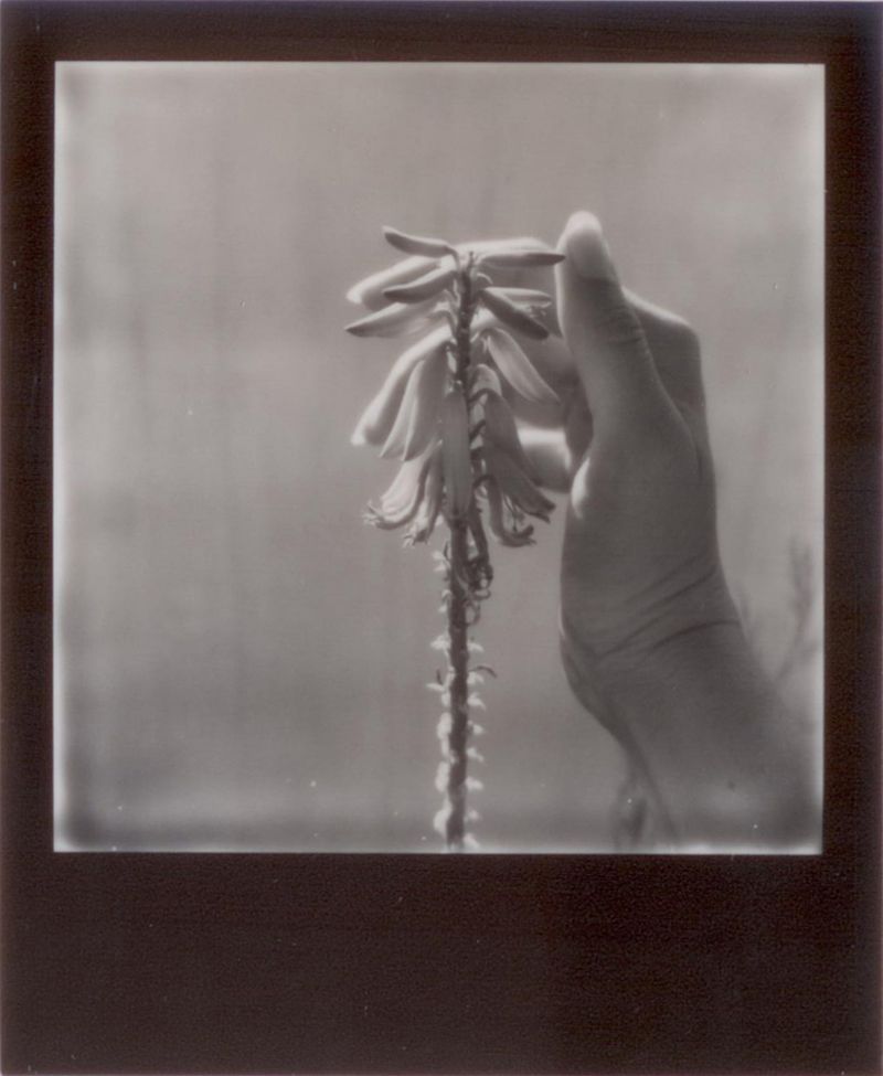 © Emily Lindsay Brown - The Caress