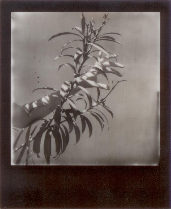 © Emily Lindsay Brown - The Reach