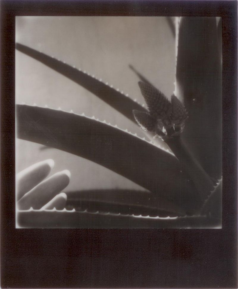 © Emily Lindsay Brown - The Count