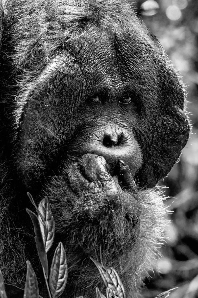 © Manolo Ty - Image from the Tropics & Traditions photography project