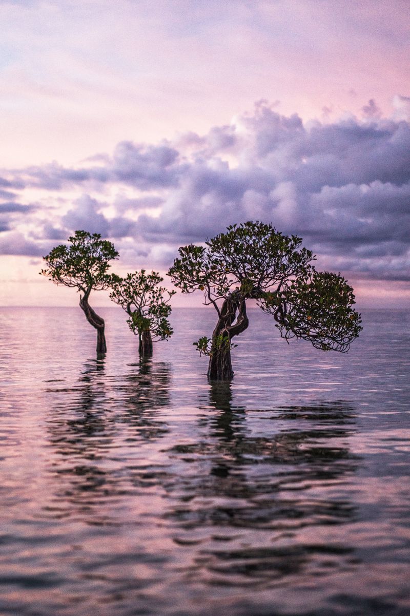 © Manolo Ty - Image from the Tropics & Traditions photography project