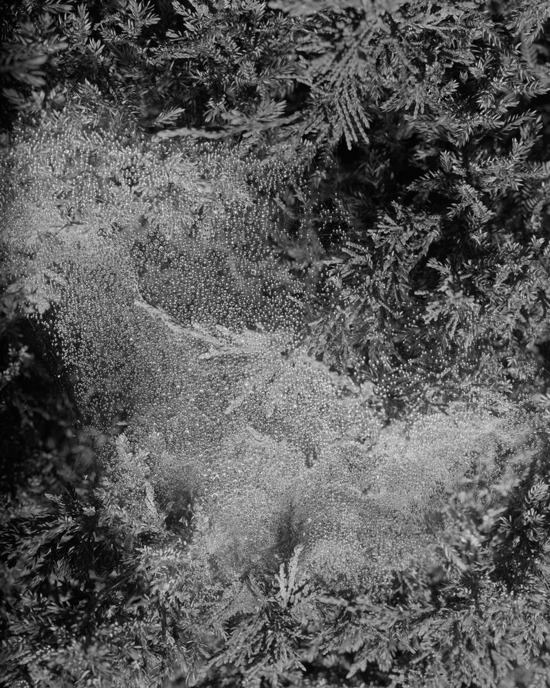 © Andrew D. McClees - 50x40" Silver gelatin print