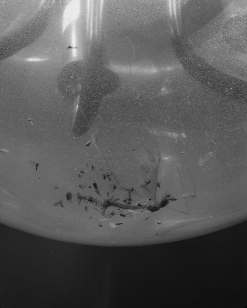 © Andrew D. McClees - 20x16" Silver Gelatin Print