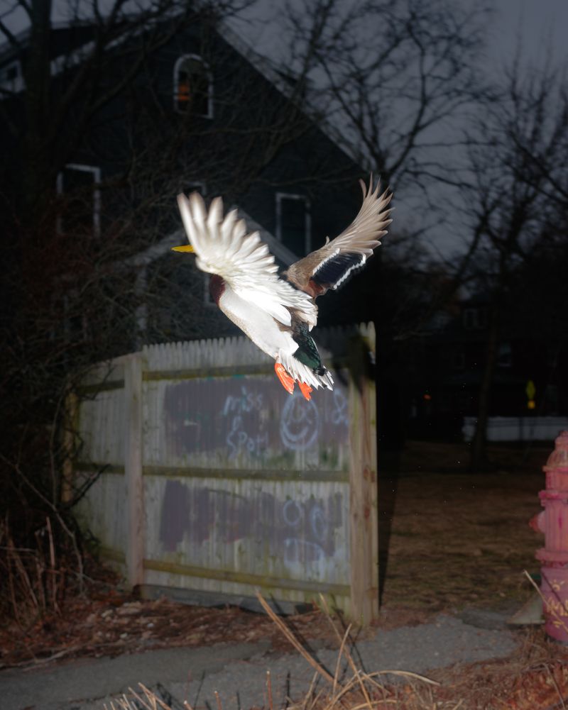 © Andrew D. McClees - Image from the AGARTHA photography project