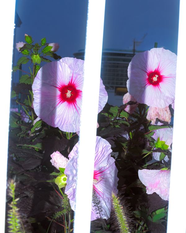 © Andrew D. McClees - Image from the AGARTHA photography project