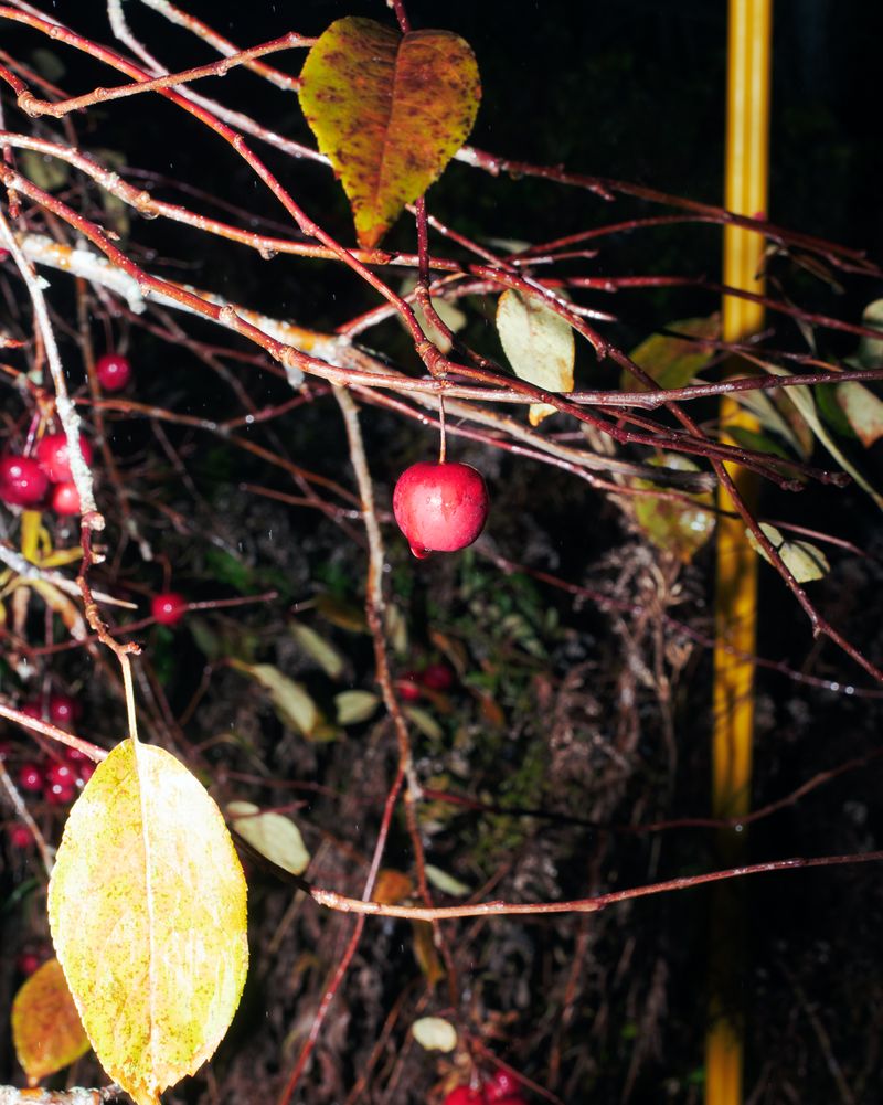 © Andrew D. McClees - Image from the AGARTHA photography project