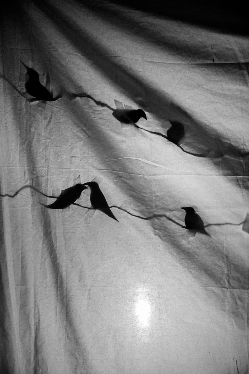 © Sutapa Roy - Image from the Wish my butterfly would live forever photography project