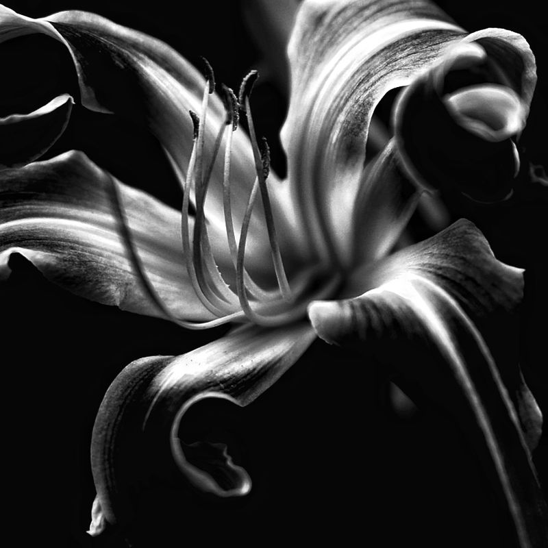 © Teri Arthur - The Light in the Dark