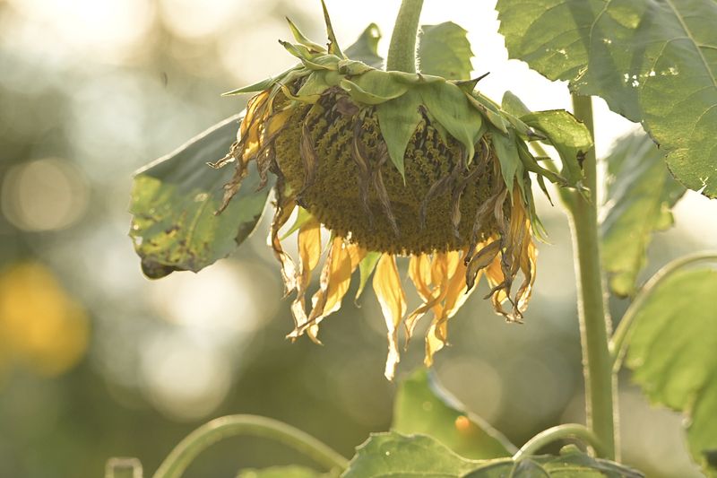 © Teri Arthur - Sunset sunflower