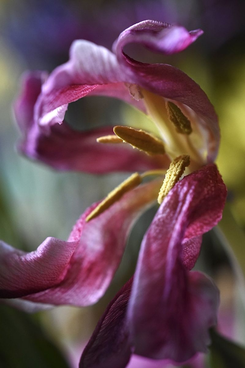 © Teri Arthur - Tired tulip