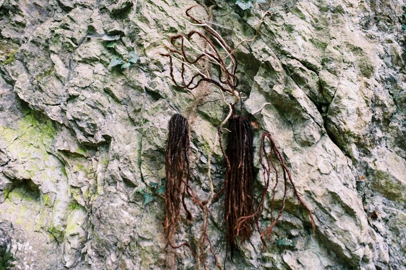 © Alina Usurelu - becoming Shuba