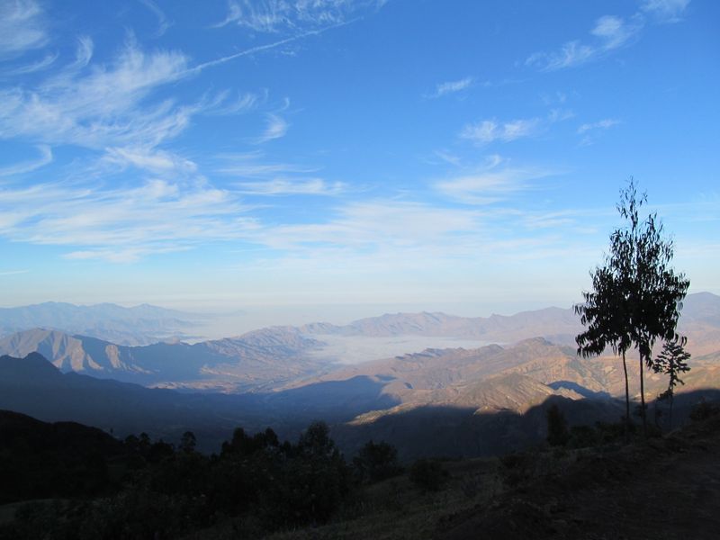 © Karina Orbegozo Lavado - Eucalipto vigilante