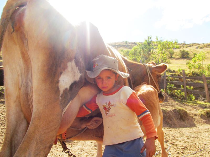 © Karina Orbegozo Lavado - ordeñando