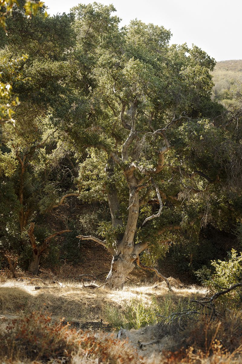 © Christine Atkinson - Placerita Canyon 42” x 24” Archival Print 2019
