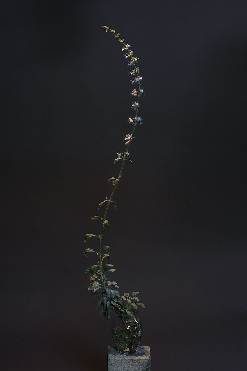 © Christine Atkinson - Salvia apiana Archival Print 42” x 63 2020