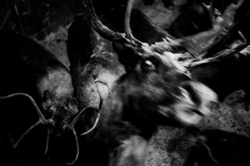 © Tatiana Plotnikova - Tyumen region, the abattoir near Labytnangi city. The reindeer tries to jump over the slaughterhouse's barrier.