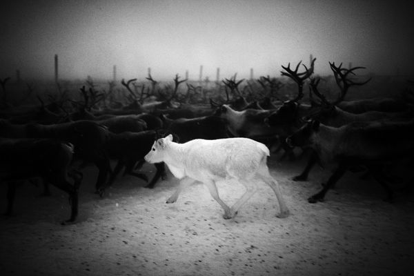 © Tatiana Plotnikova - Tyumen region, the abattoir near Labytnangi city. Small fawn is running in the middle of slaughterhouse.