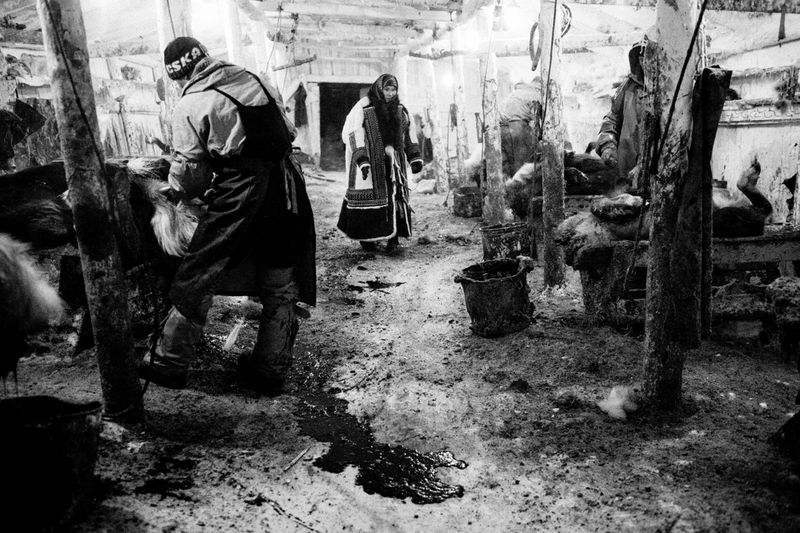 © Tatiana Plotnikova - Tyumen region, the abattoir near Labytnangi city.
