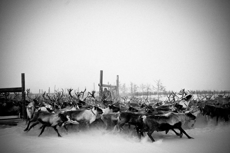 © Tatiana Plotnikova - Tyumen region, the abattoir near Labytnangi city.