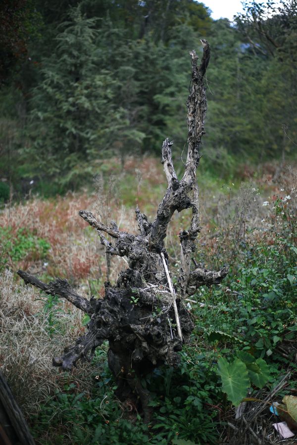 © Diana Lee - Image from the Nothing Happened at Noon photography project