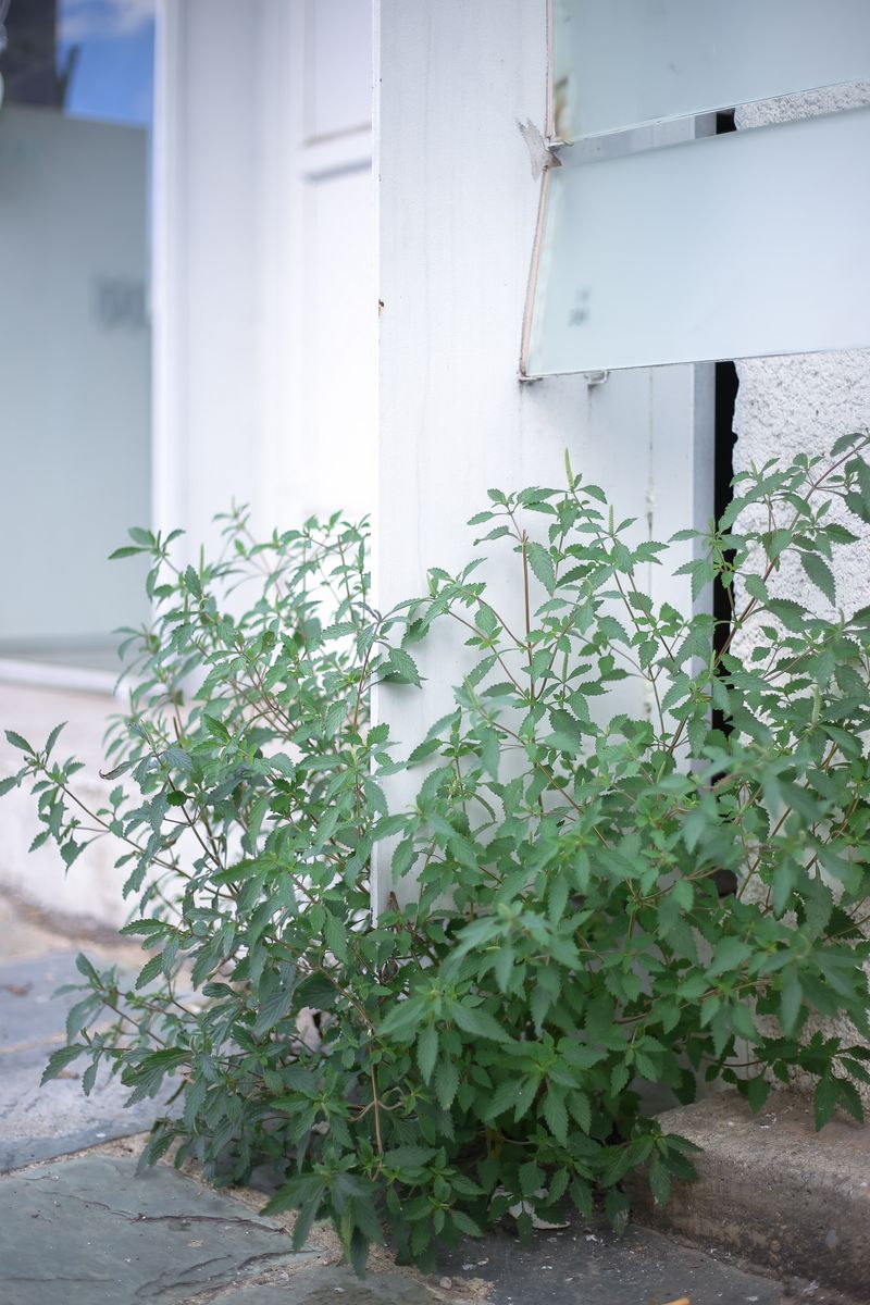 © Diana Lee - Image from the Nothing Happened at Noon photography project