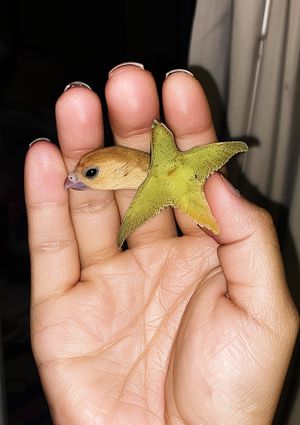 Parallel World Family