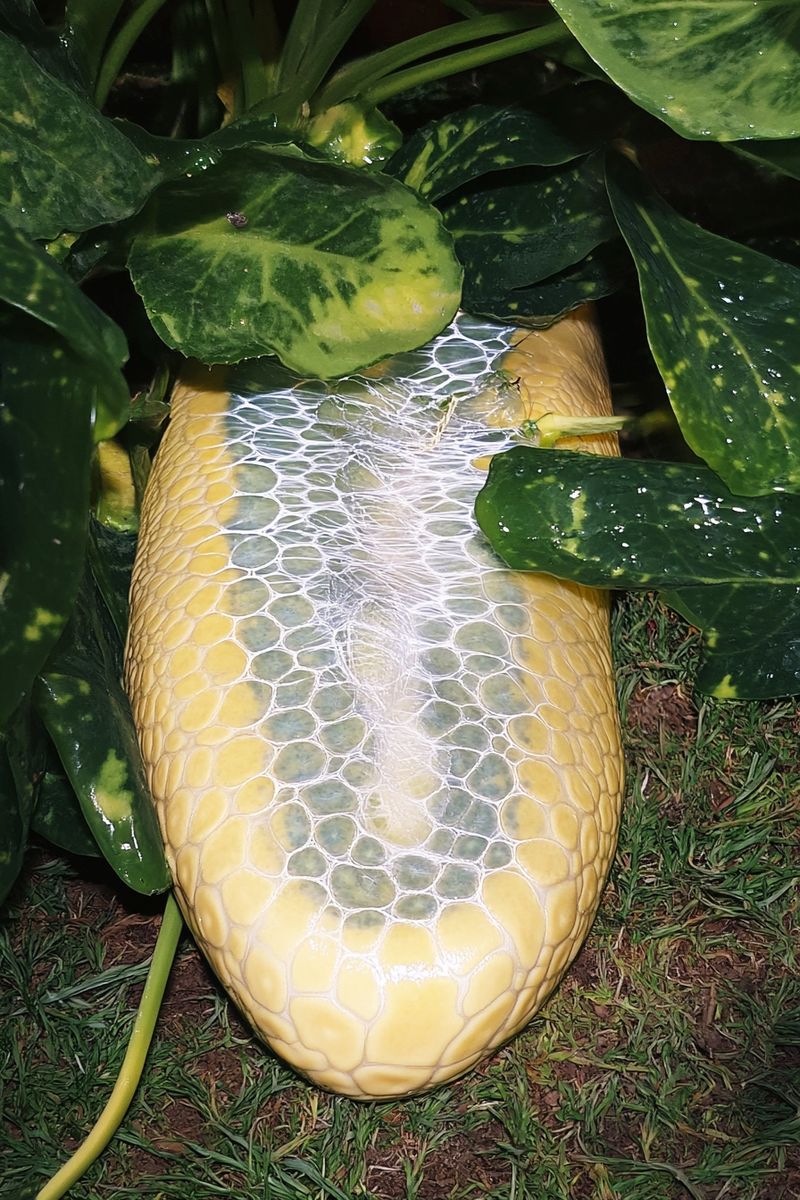 © Fujimura Family - Image from the Parallel World Family photography project