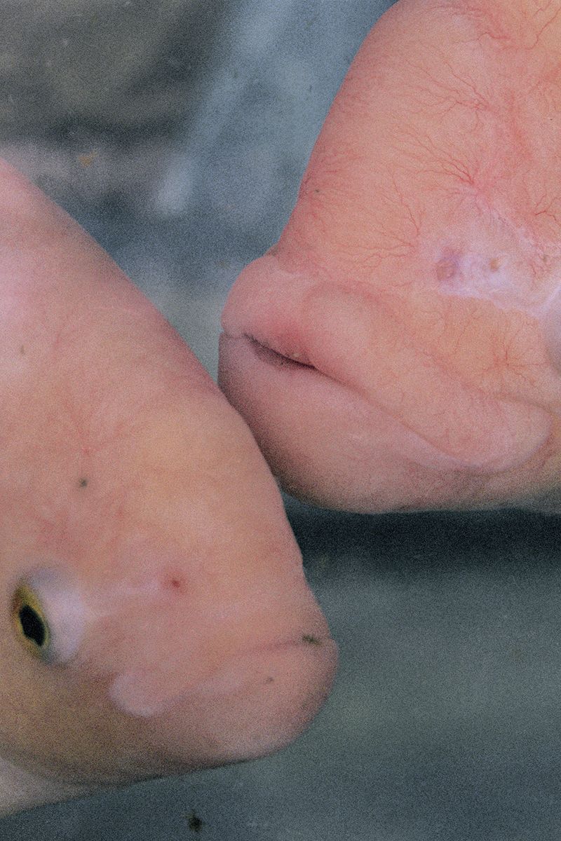 © Kıvılcım S güngörün - Company in a trap, Sri Lanka, 2019