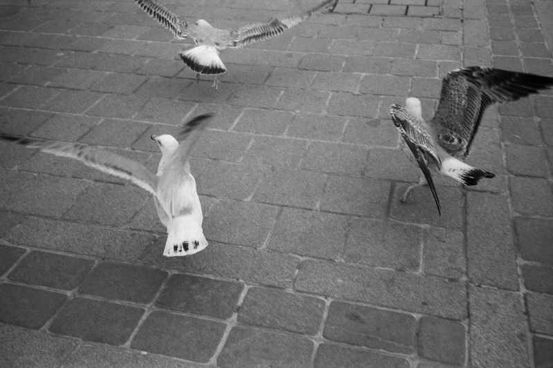 © Kıvılcım S güngörün - From Concrete to Flight, Istanbul, 2023