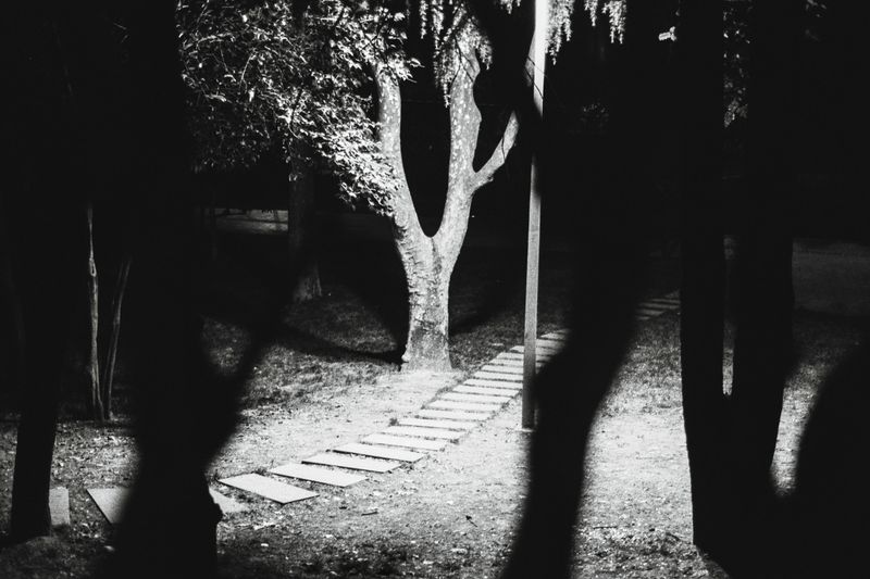 © Kıvılcım S güngörün - Istanbul’s Maçka Park, 2021