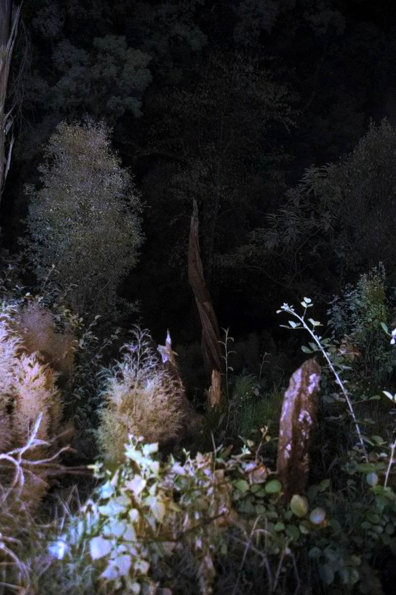 © Rohit Saha - Alive in wonderland,2024.