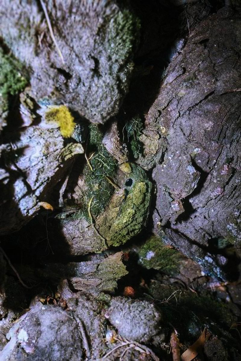 © Rohit Saha - Alive in wonderland,2024.