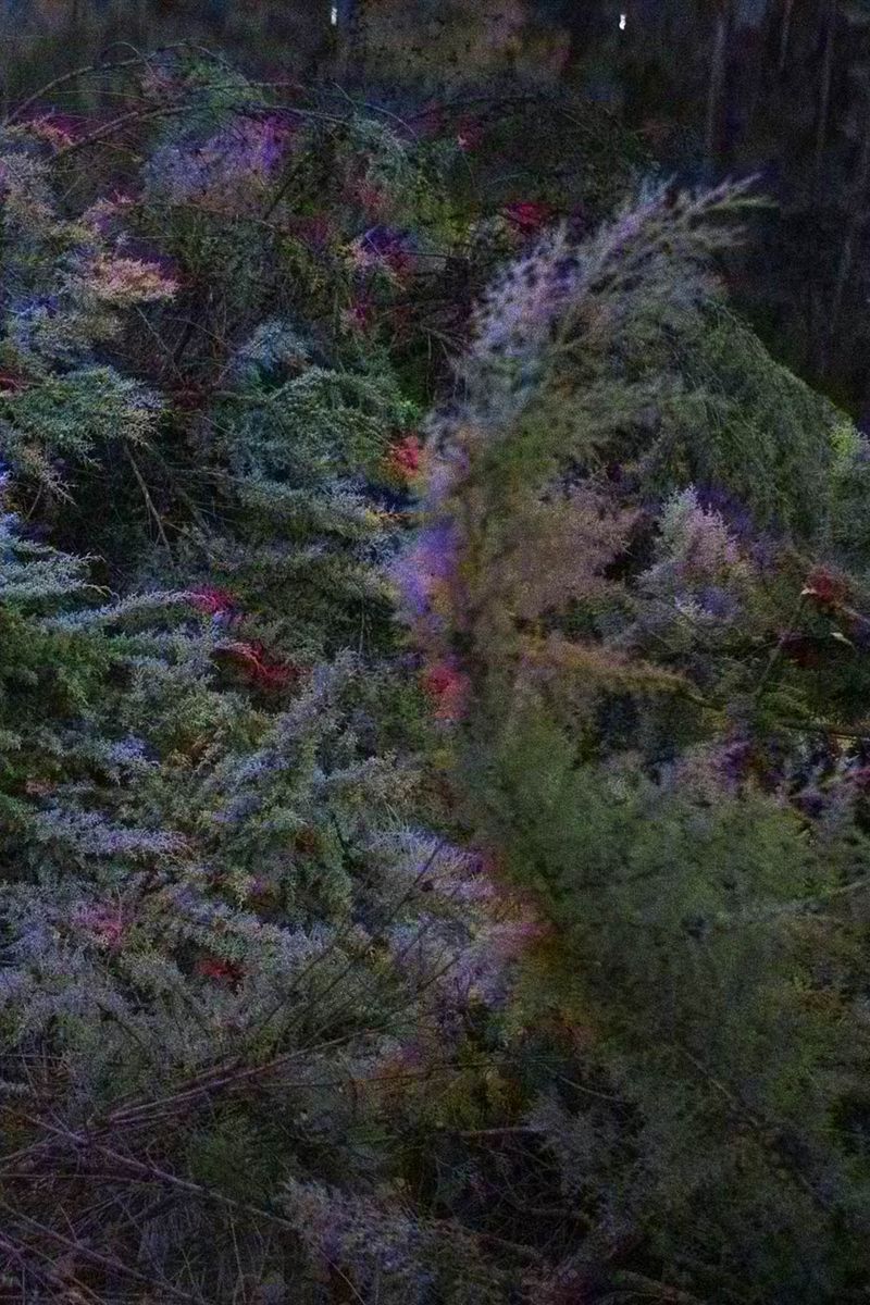 © Rohit Saha - Alive in wonderland,2024.