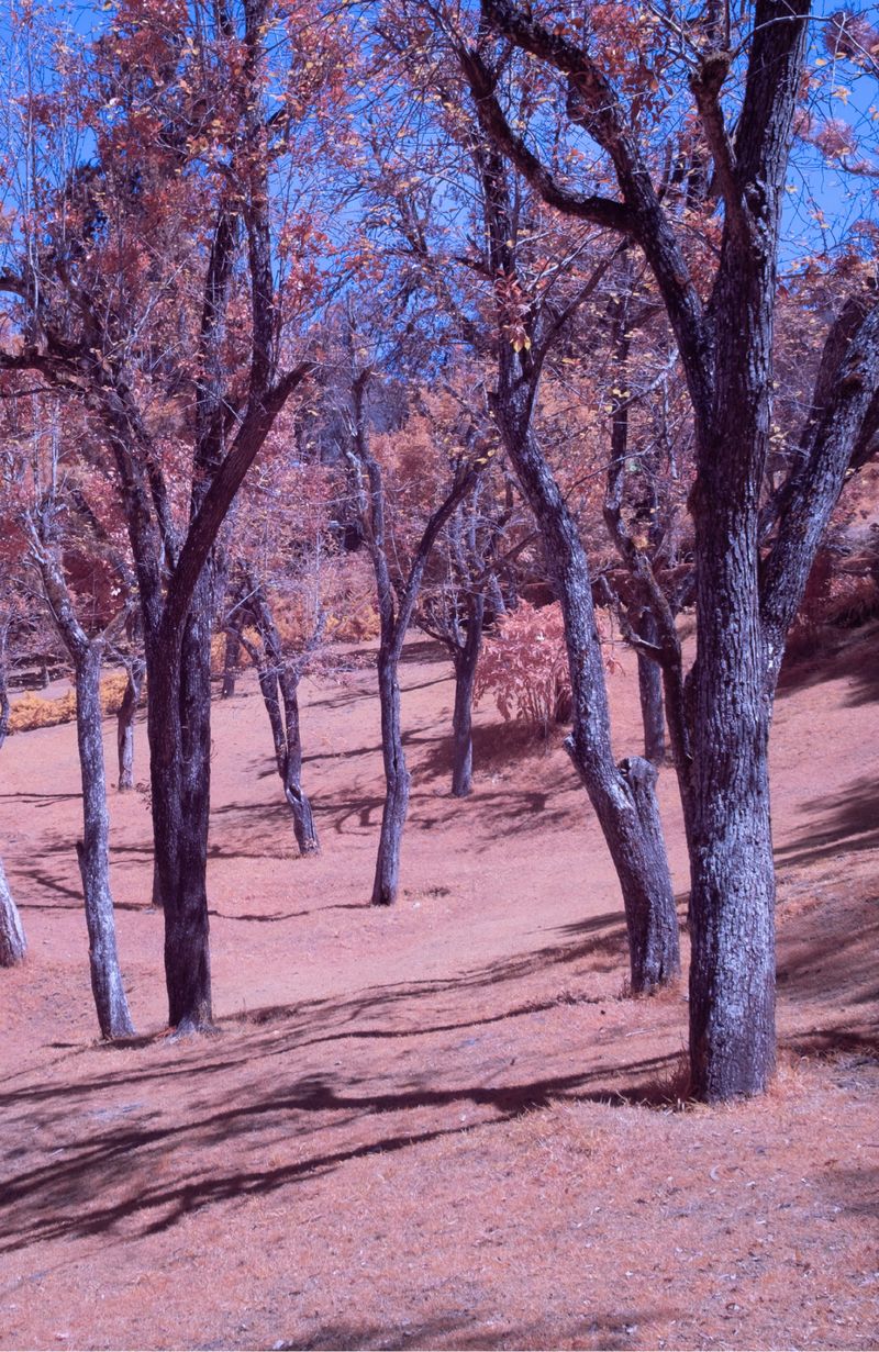 © Rohit Saha - Alive in wonderland,2024.