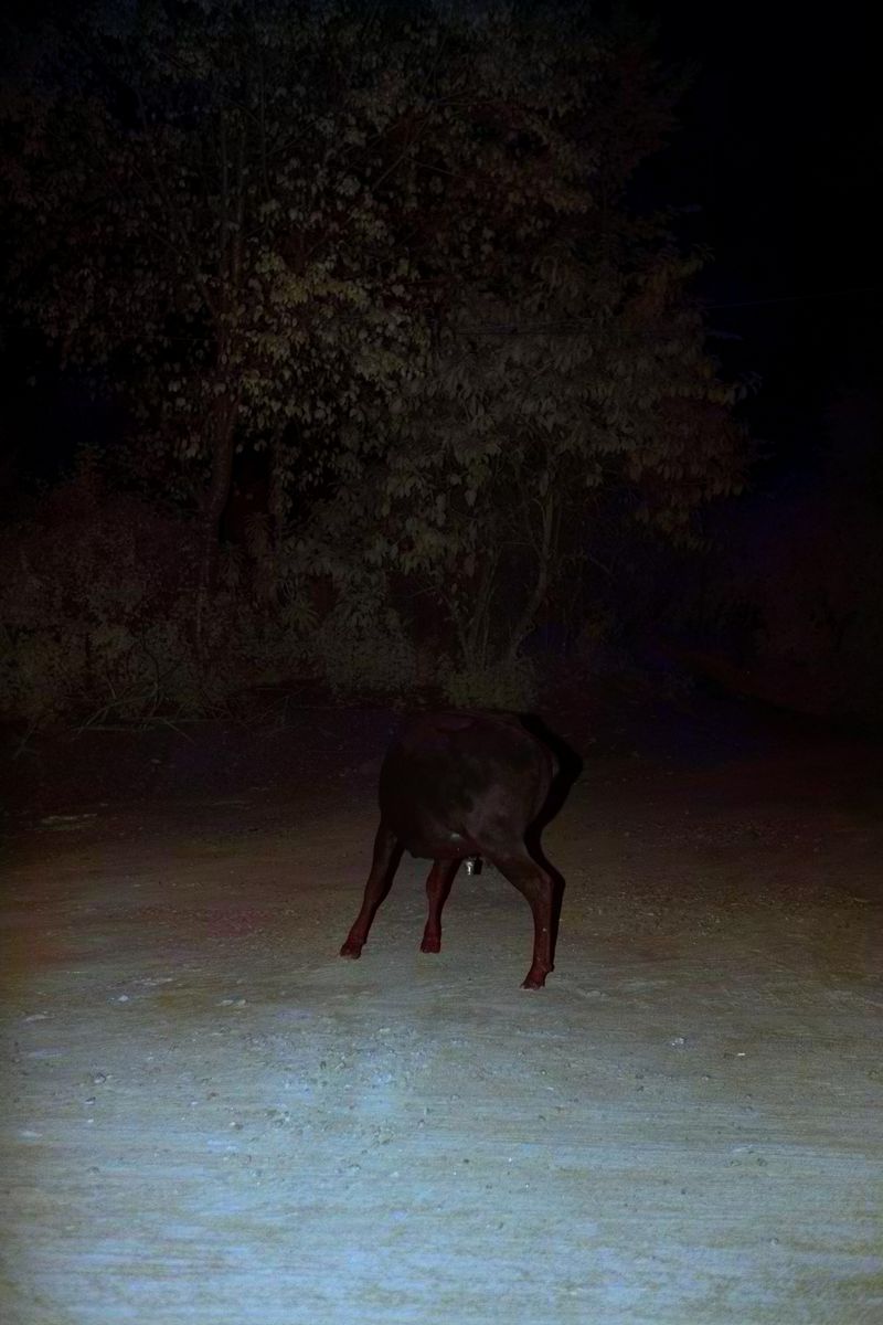 © Rohit Saha - Alive in wonderland,2024.