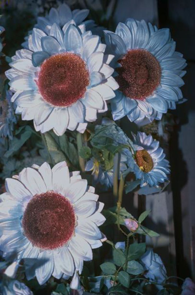 © Rohit Saha - Alive in wonderland,2024.