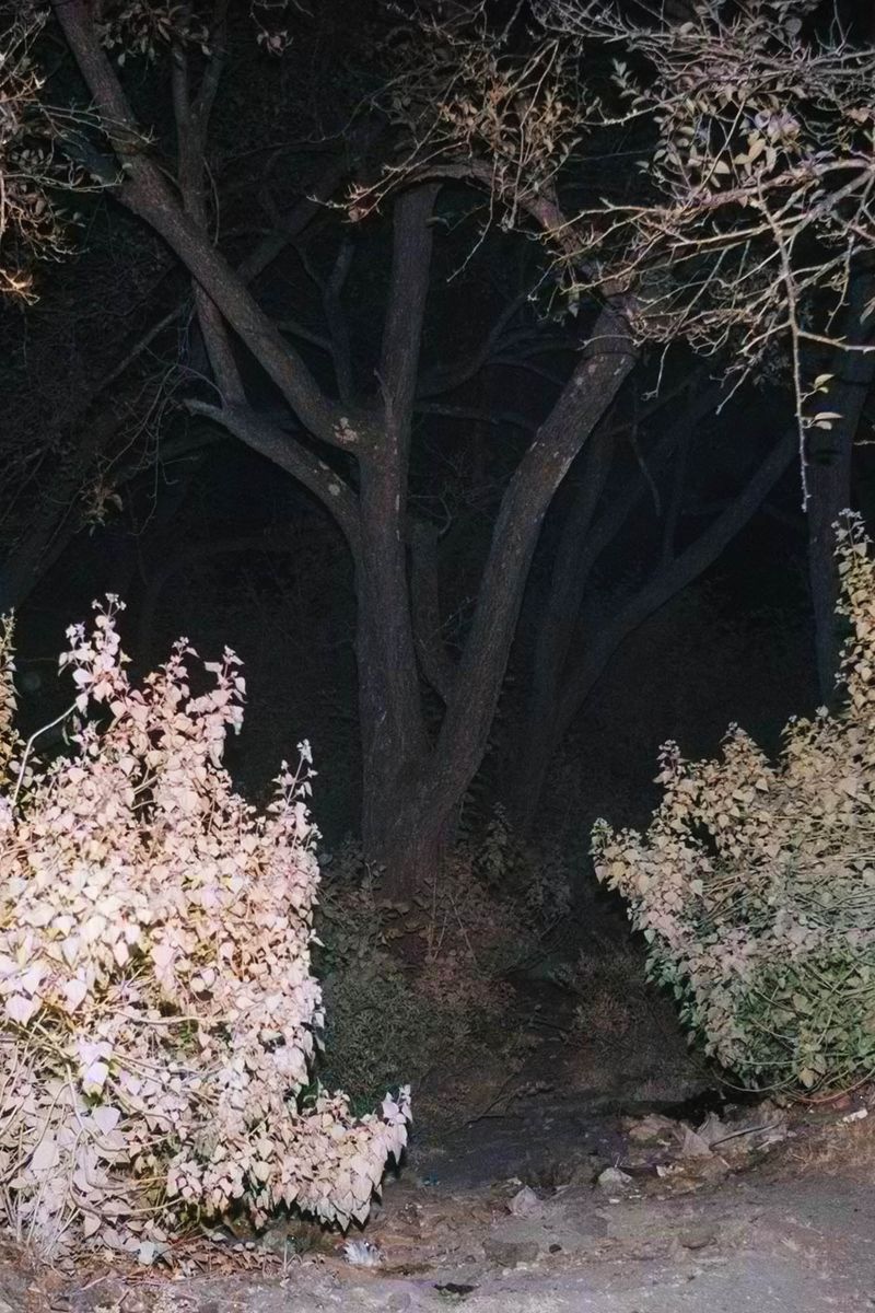 © Rohit Saha - Alive in wonderland,2024.