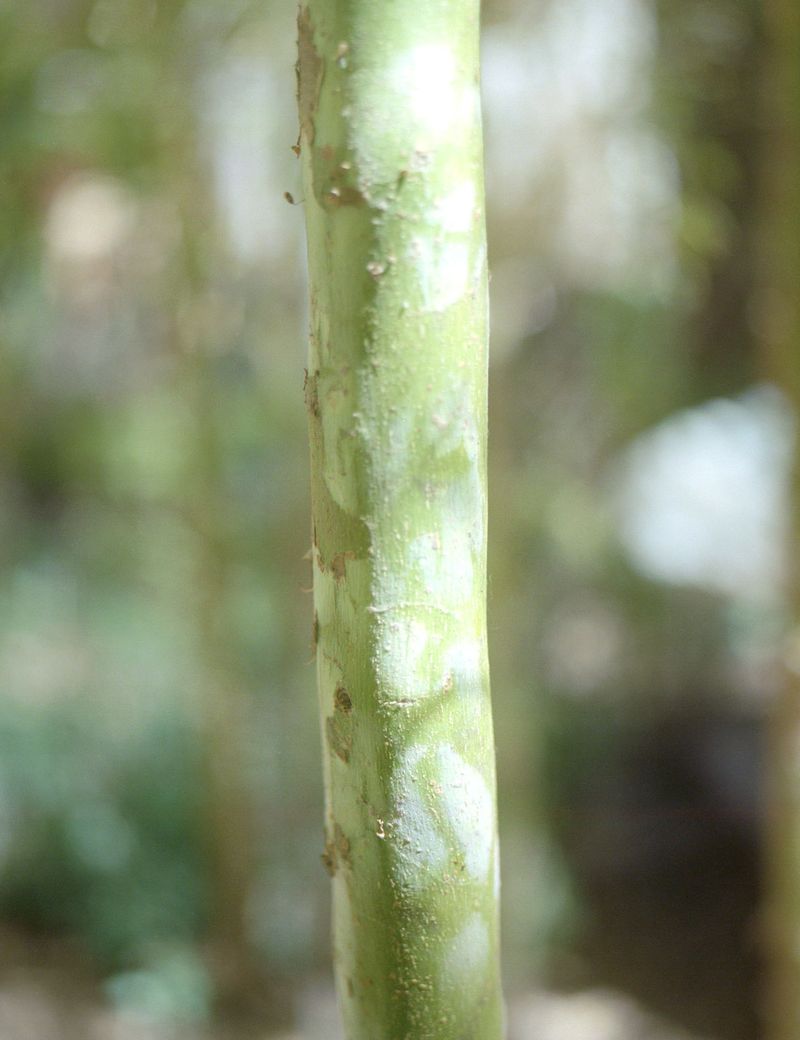 © Federica Mambrini - Image from the L'albergo della lontananza / Far far stay photography project