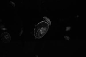 BLACK AND WHITE PHOTO EXHIBIT