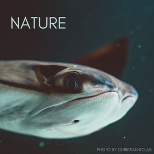 NATURE Photo Exhibit