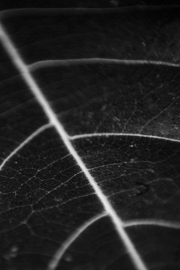 BLACK AND WHITE Photo Exhibit