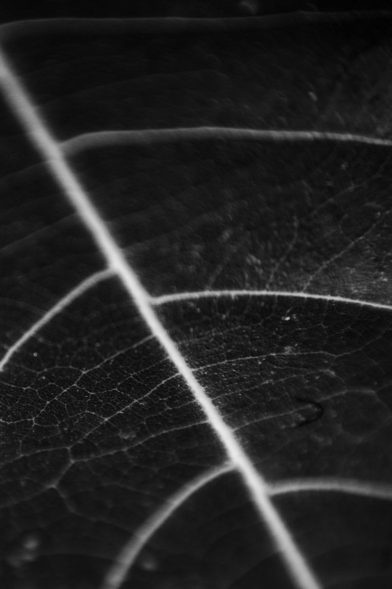 BLACK AND WHITE Photo Exhibit