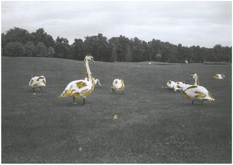 © Daria Senchikhina - Image from the The swans raised on the crumbs of a golden loaf photography project