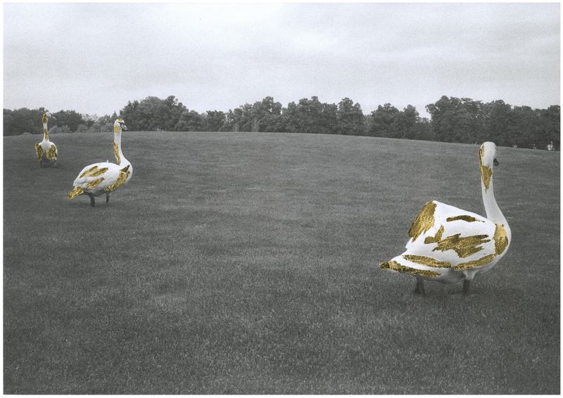 © Daria Senchikhina - Image from the The swans raised on the crumbs of a golden loaf photography project