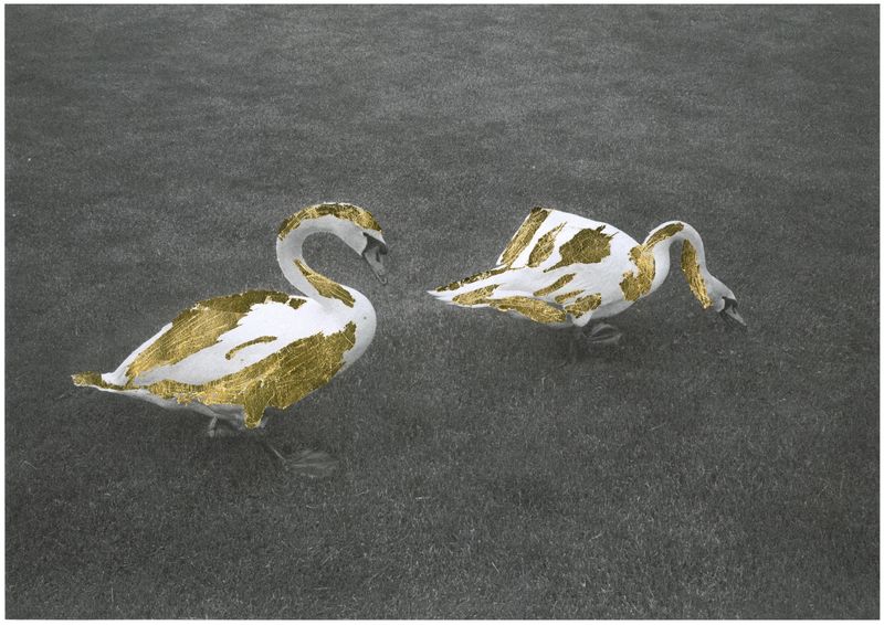© Daria Senchikhina - Image from the The swans raised on the crumbs of a golden loaf photography project