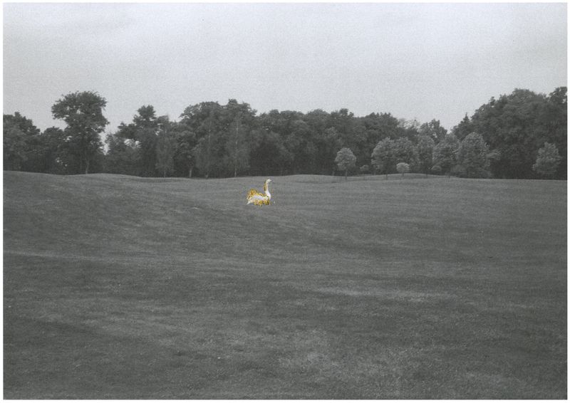 © Daria Senchikhina - Image from the The swans raised on the crumbs of a golden loaf photography project