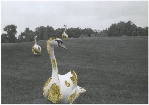 © Daria Senchikhina - Image from the The swans raised on the crumbs of a golden loaf photography project